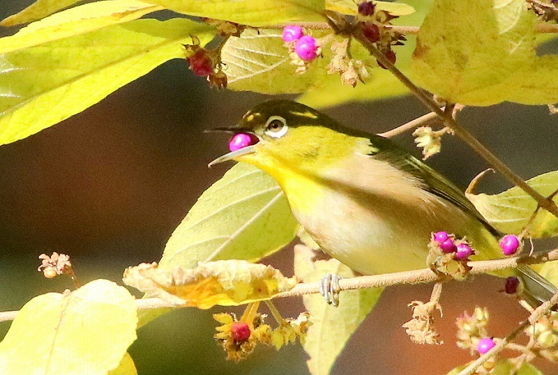 紫の実を食べる鳥_f0327034_07562657.jpg