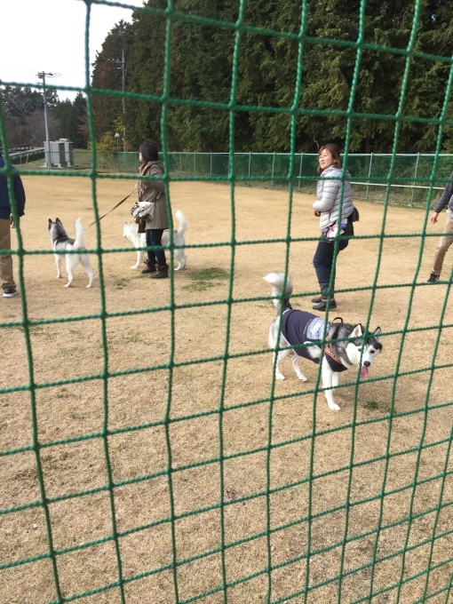 b0369239_15414861.jpeg