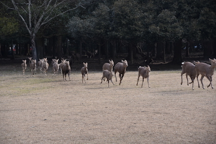 あれぇ〜　鹿の数少ないなぁ〜!!_a0100742_11360457.jpg