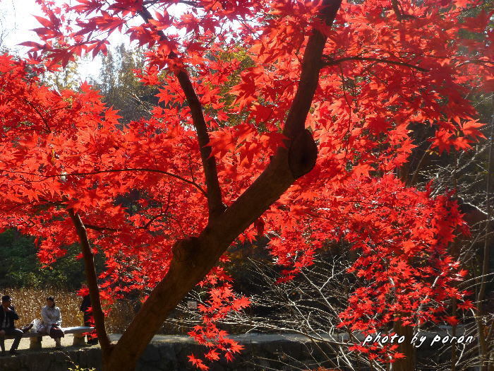 公園の落葉樹は最後の頑張り・・・赤・黄・茶色に変わってきます。_c0137342_18352340.jpg