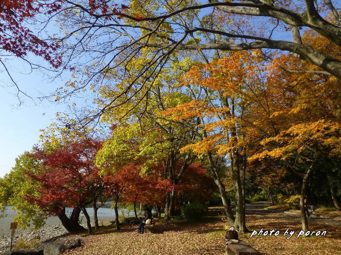 公園の落葉樹は最後の頑張り・・・赤・黄・茶色に変わってきます。_c0137342_18361183.jpg