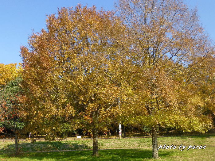 公園の落葉樹は最後の頑張り・・・赤・黄・茶色に変わってきます。_c0137342_18365619.jpg