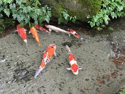 瑠璃光院・下鴨神社【C級呑兵衛まちぶらシリーズ】_e0173645_10455418.jpg