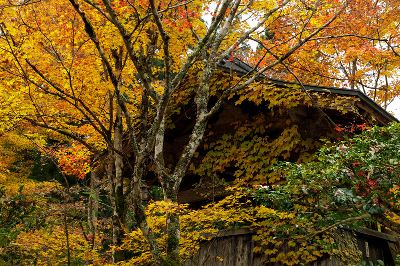 京都の紅葉2017 常照皇寺・山寺の秋_f0155048_23532863.jpg