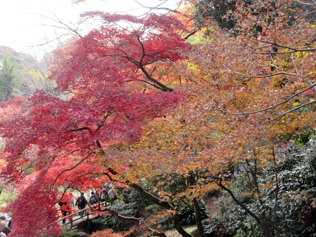 【本牧　三渓園】紅葉狩りの続き_b0009849_16221232.jpg