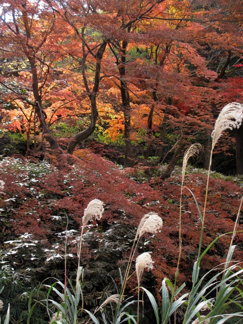 【本牧　三渓園】紅葉狩りの続き_b0009849_16322350.jpg