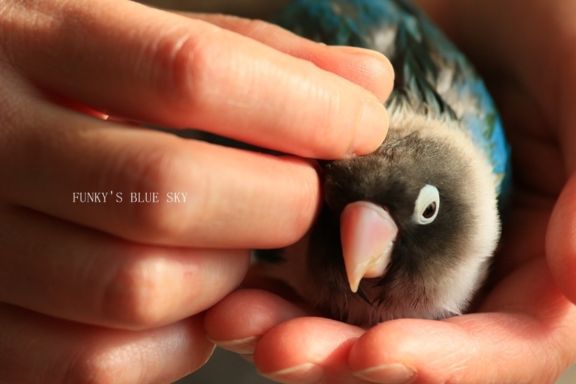 あまえっこblue_c0145250_09375704.jpg