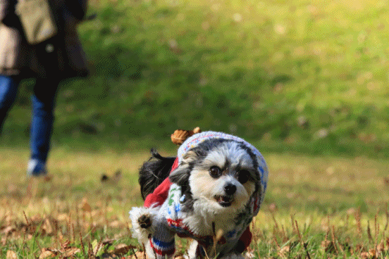 c0145250_09494077.gif