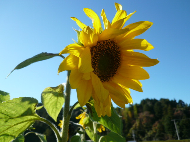 c0043055_11294289.jpg
