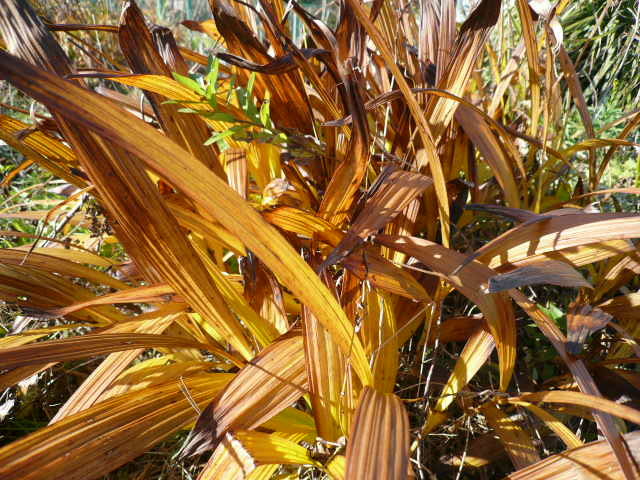 c0043055_11301298.jpg