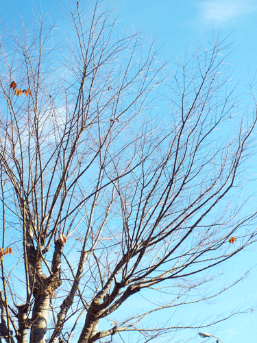 e0001558_11521492.gif