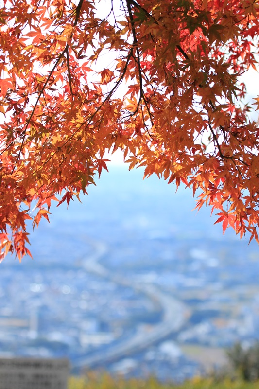 笛吹き段公園の紅葉･2♪_a0167759_12532715.jpg