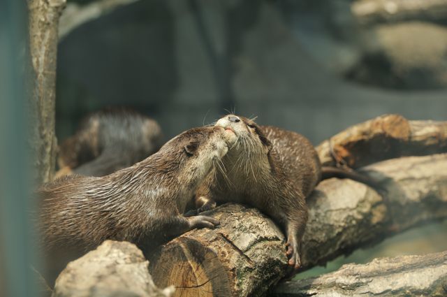 アジア園の猪・鹿・・・・・獺_c0081462_12213676.jpg