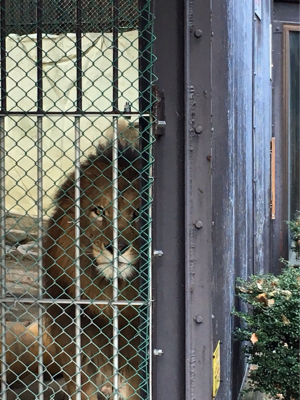 ZOO（愛をください）2017紅葉篇_e0152965_11065039.jpg