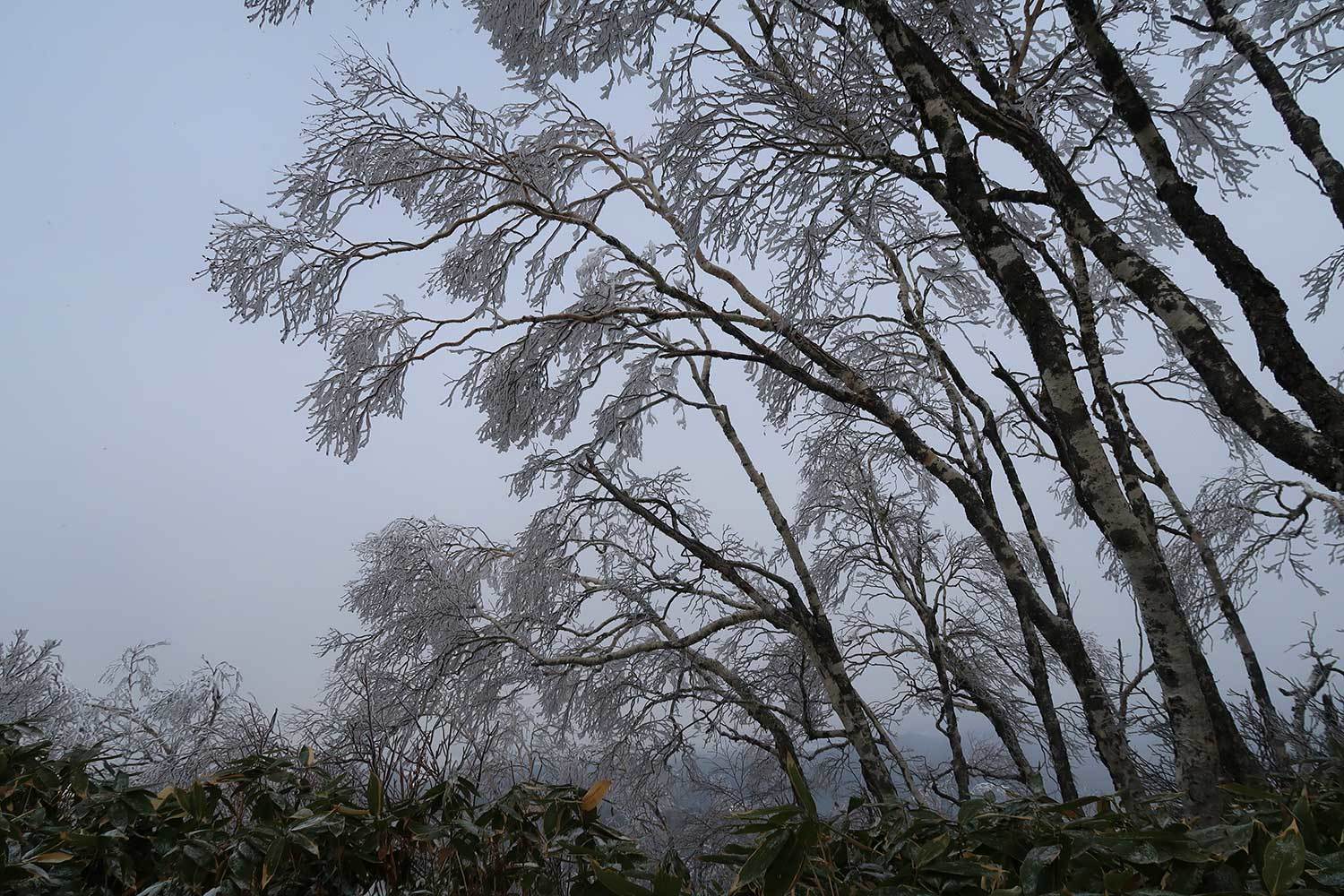 仁頃山　【　管理道　2017-18　】_f0054366_22430420.jpg