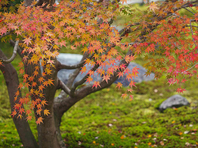 鎌倉 長寿寺の紅葉_f0199866_05113427.jpg