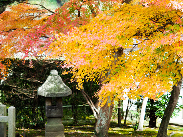 鎌倉 長寿寺の紅葉_f0199866_05115063.jpg