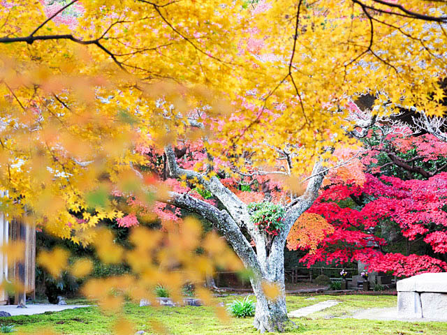 鎌倉 長寿寺の紅葉_f0199866_05123398.jpg