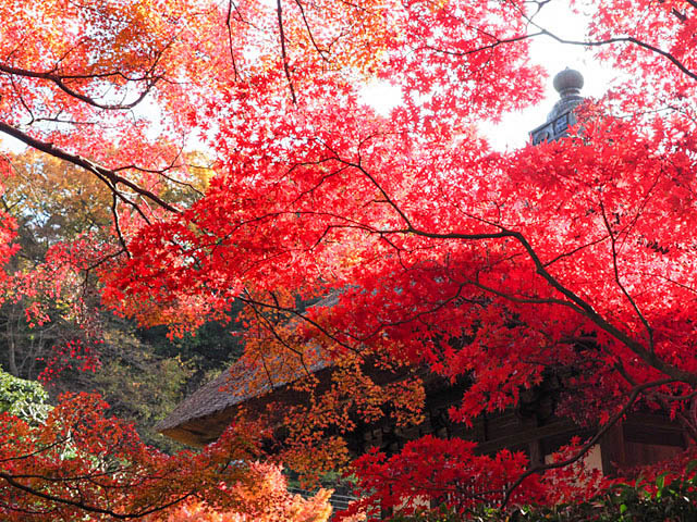 鎌倉 長寿寺の紅葉_f0199866_05131286.jpg