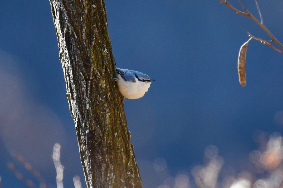 渓谷の白い鳥さん ゴジュウカラ コガラ_f0053272_22261159.jpg