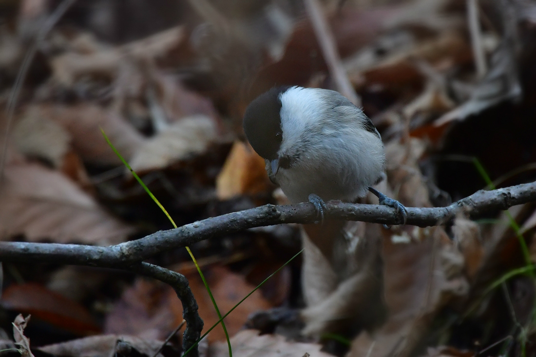 渓谷の白い鳥さん　ゴジュウカラ　コガラ_f0053272_22323210.jpg