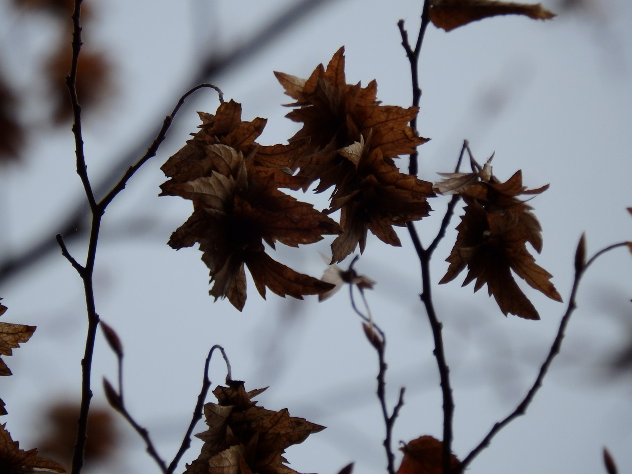 吉祥草 キチジョウソウ と柊 ヒイラギ の花の咲く散策路を歩いて 自然風の自然風だより