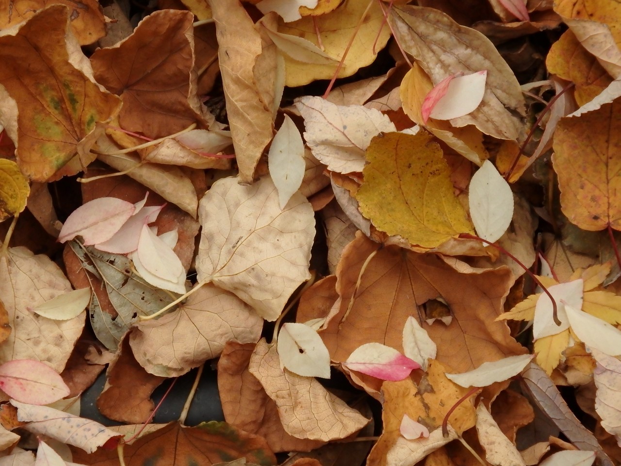 吉祥草 キチジョウソウ と柊 ヒイラギ の花の咲く散策路を歩いて 自然風の自然風だより