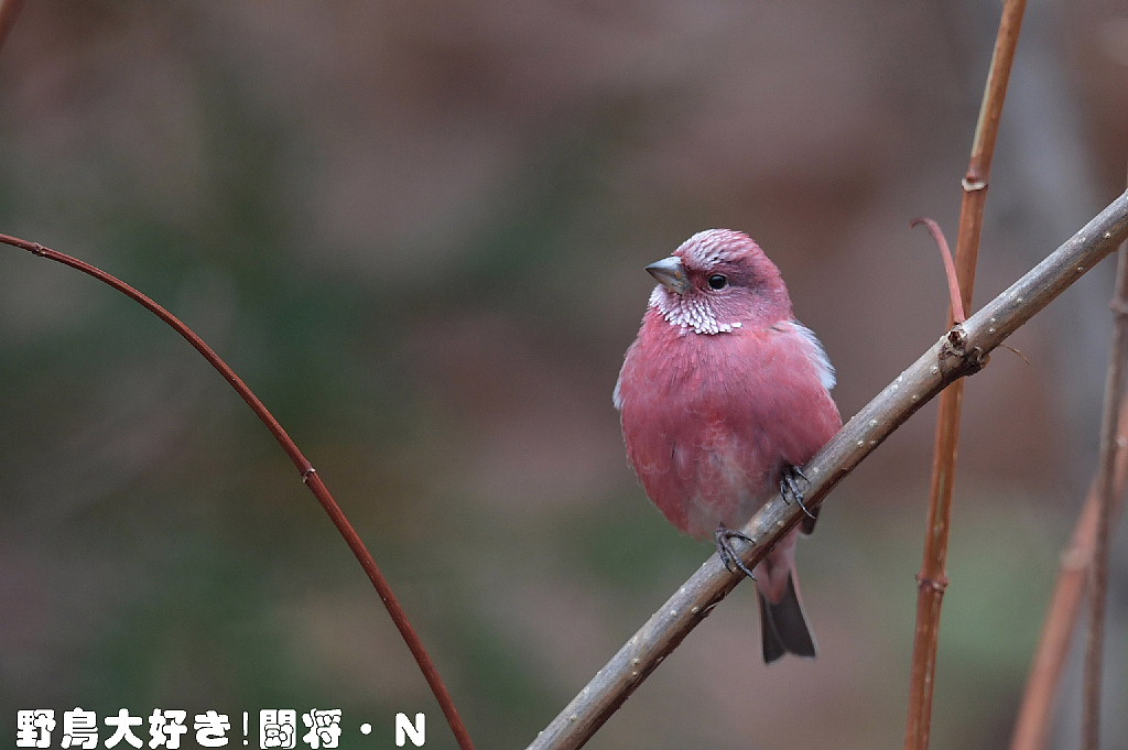 ピンクの鳥 ピンクの鳥 ホンダ（HONDA） ライブディオZX | Live Dio ZXの型式