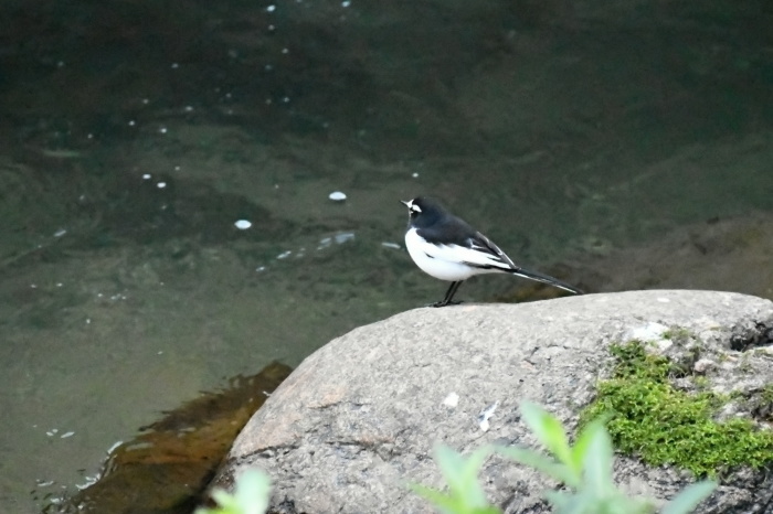 大谷山荘～朝食編～_a0127090_08340690.jpg