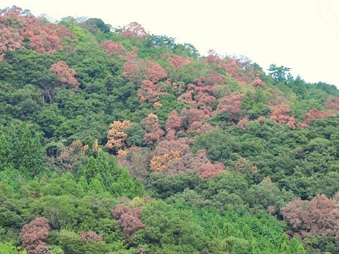 b0187591_09351434.jpg