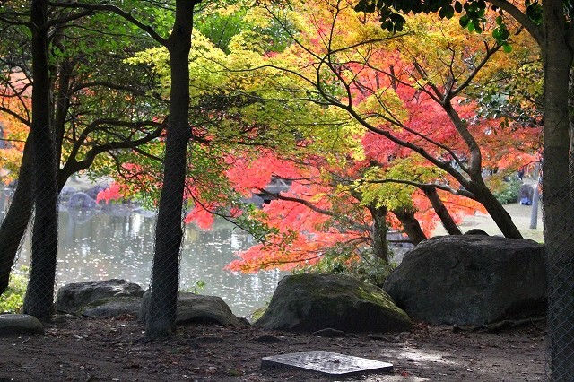 錦秋の奈良　2017奈良公園_f0374092_21352437.jpg