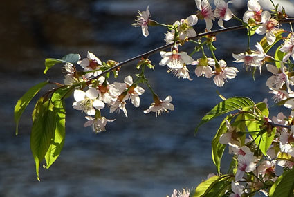 師走の桜_b0145296_10050618.jpg