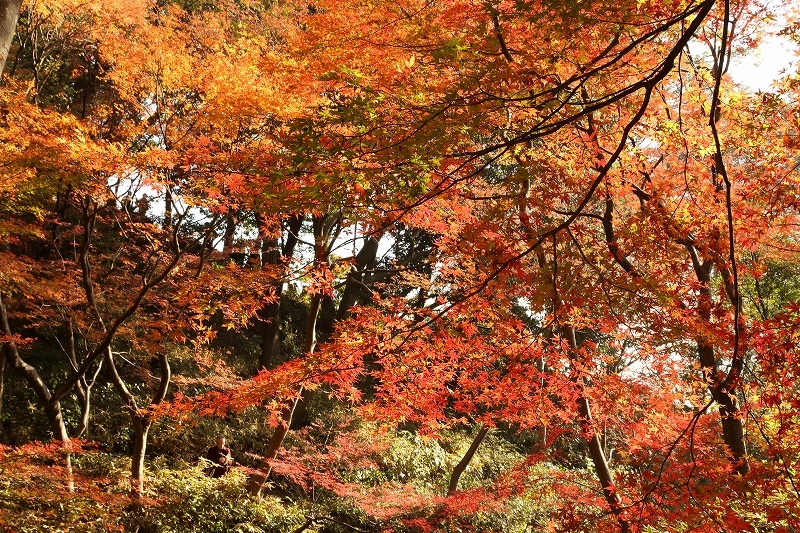 東京の紅葉も終盤戦。今、真っ赤に燃える大名庭園（北区、六義園）_b0291402_07370482.jpg