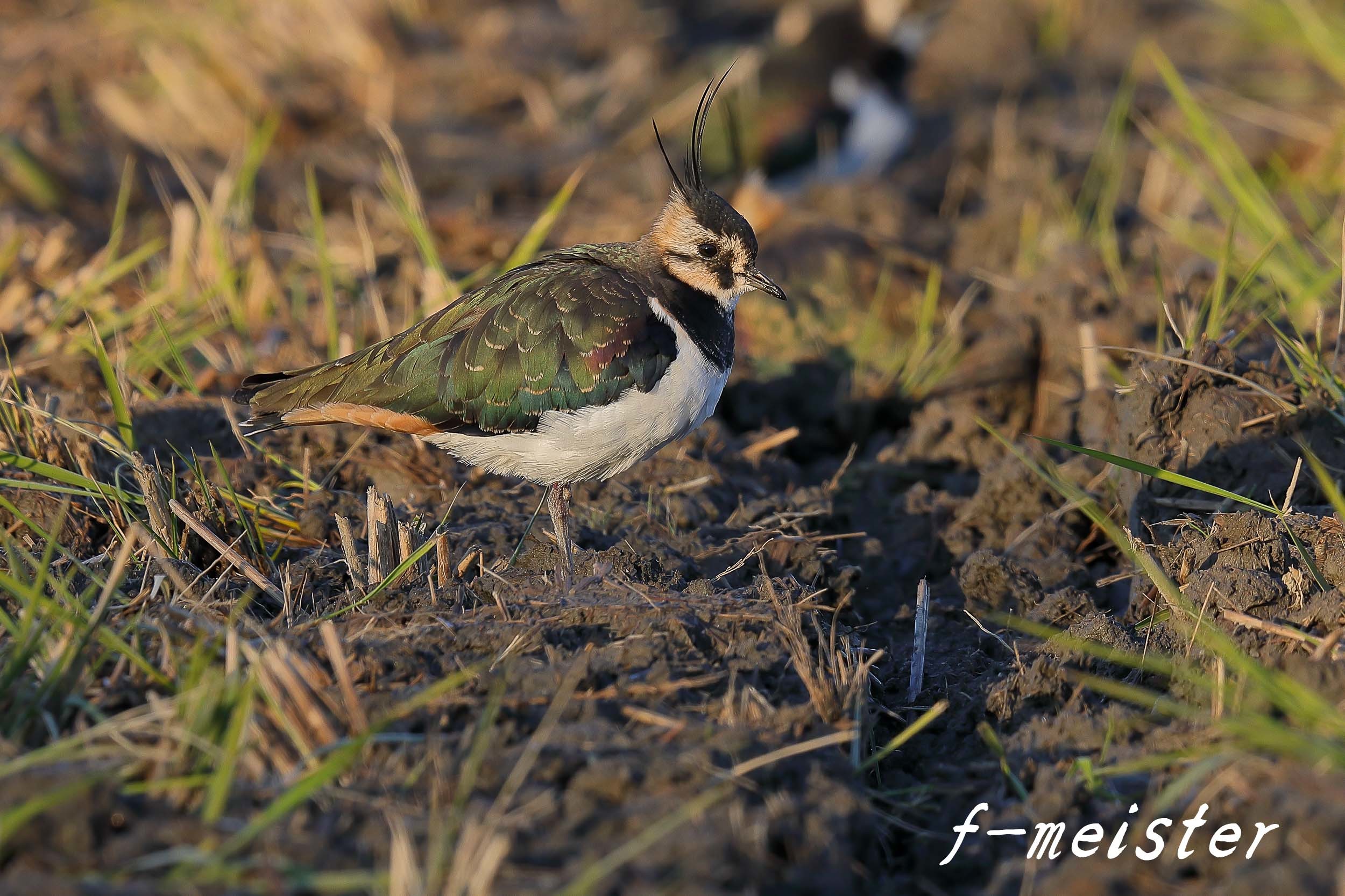 タゲリオン(タゲリ)4年ぶりの再会(2017年11月下旬)_d0359405_20495619.jpg