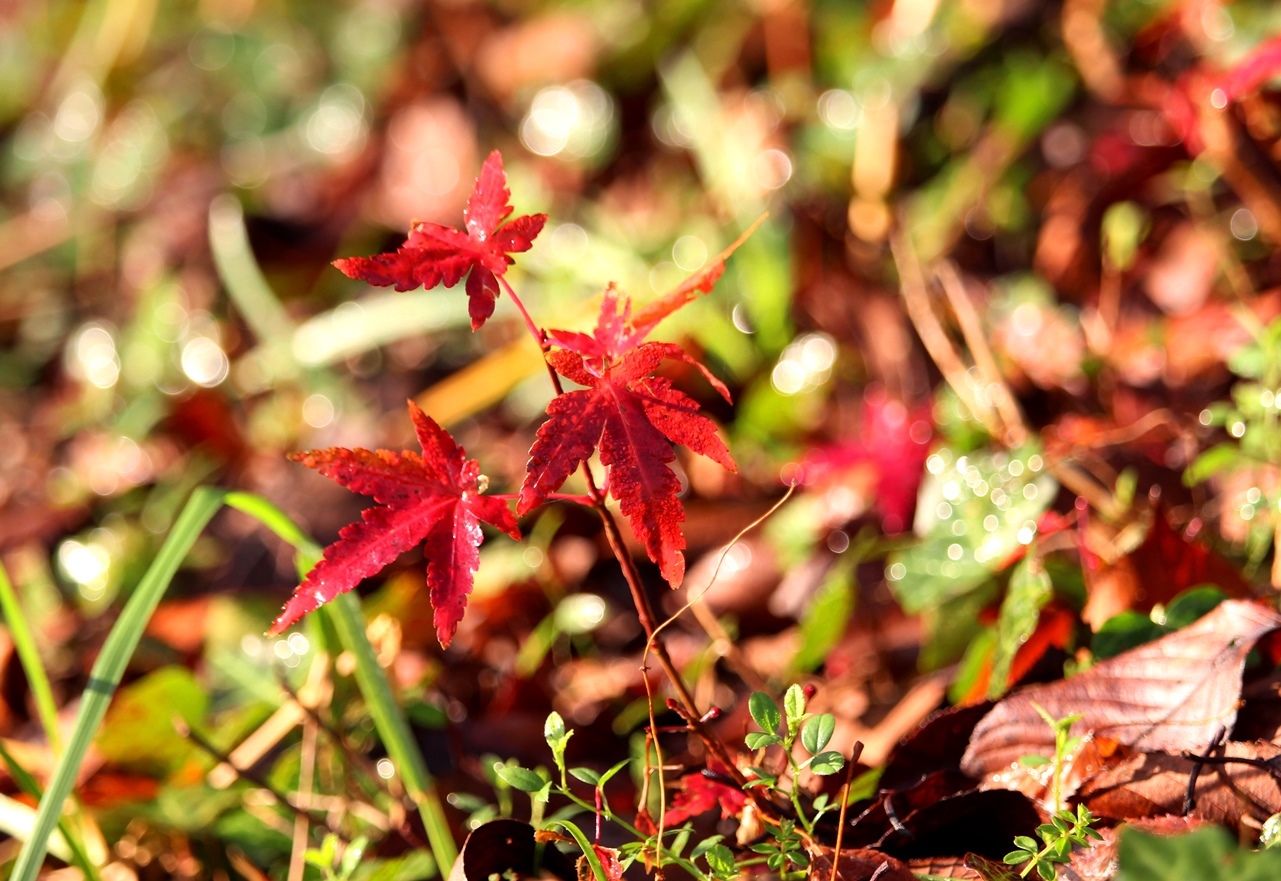 小さくても紅葉_d0361112_17580458.jpg