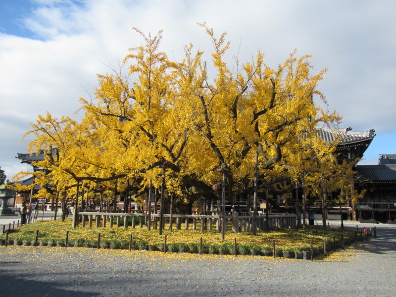 西本願寺　大イチョウ_e0048413_20410838.jpg