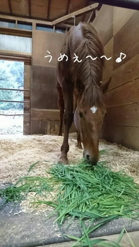 馬達の飼料_b0187620_20373268.jpg