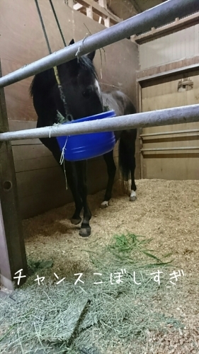 馬達の飼料_b0187620_20374149.jpg