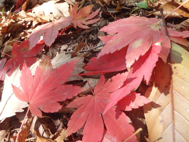 f0193521_12501760.jpg