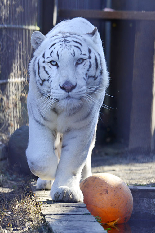 2017.12.3 宇都宮動物園☆ホワイトタイガーのアース王子【White tiger】_f0250322_22411696.jpg