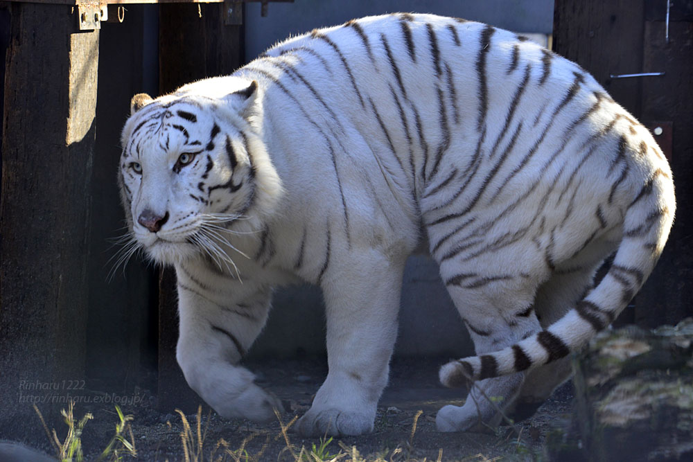 2017.12.3 宇都宮動物園☆ホワイトタイガーのアース王子【White tiger】_f0250322_2241697.jpg