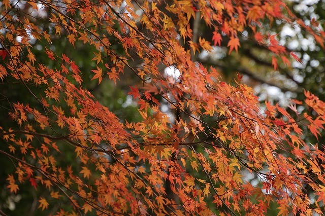 紅葉の伊勢神宮（その1）（撮影：11月26日）_e0321325_14210387.jpg