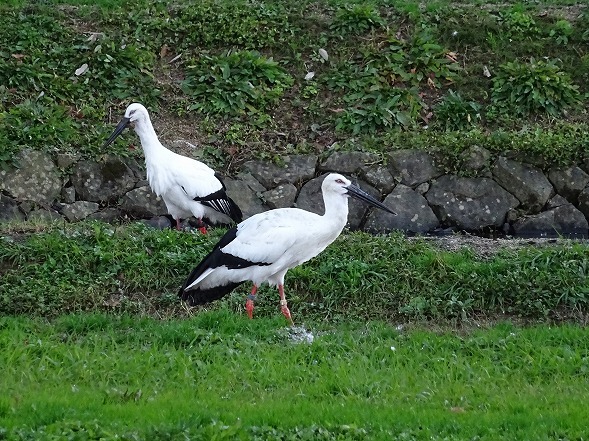 玄武洞の紅葉とコウノトリ_b0299042_16031082.jpg