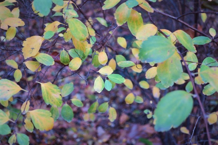 e0300042_20394943.jpg