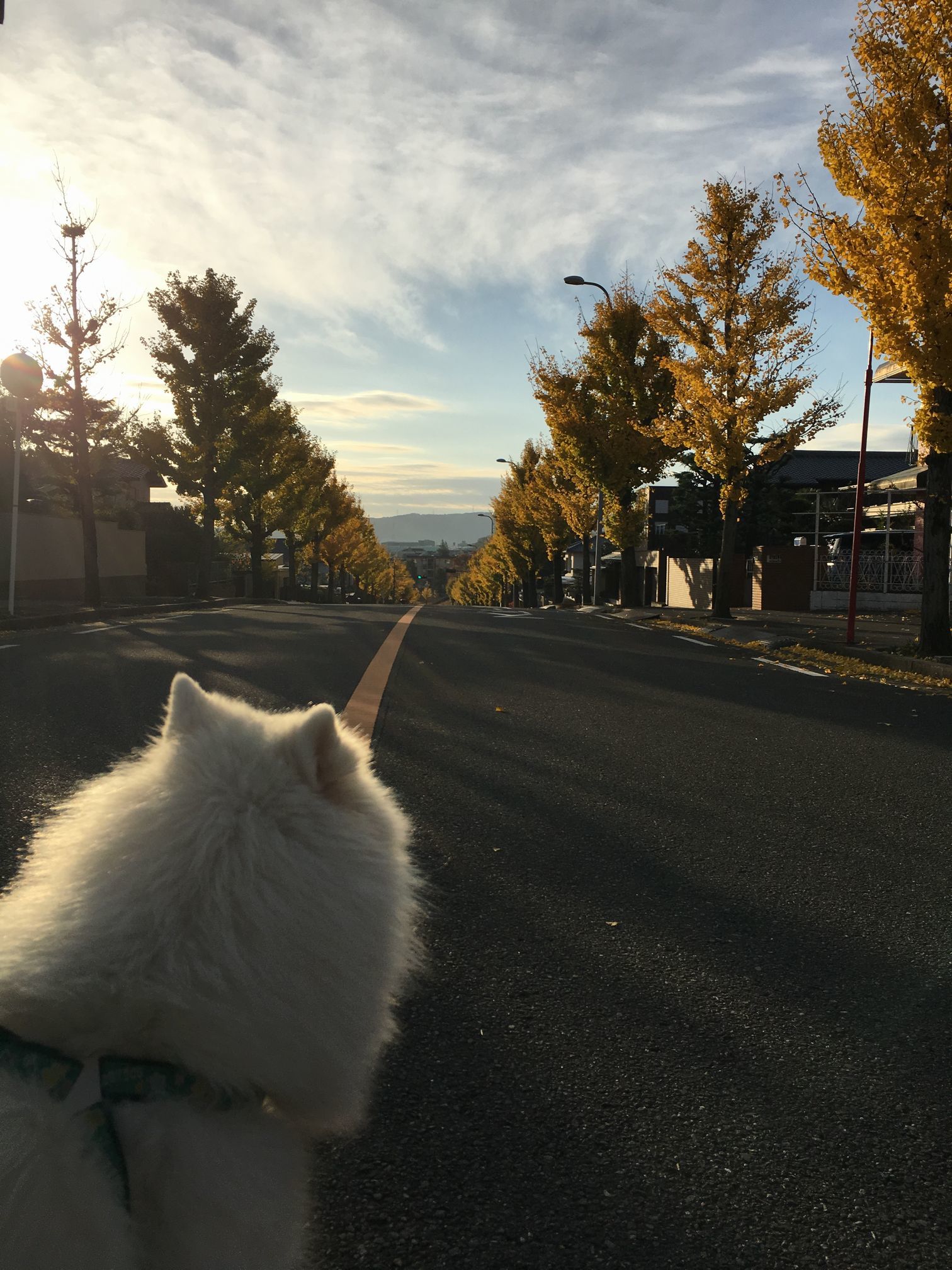 お散歩日記_f0128542_15403387.jpg