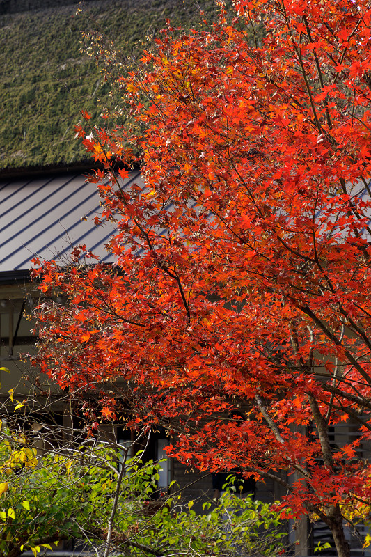 京都の紅葉2017 常照皇寺・山寺の秋_f0155048_032638.jpg