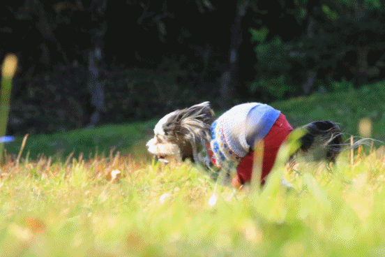 c0145250_09584480.gif