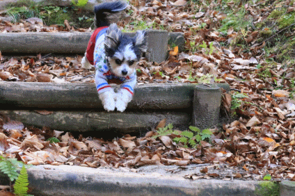 c0145250_09590687.gif
