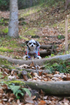 c0145250_09592077.gif