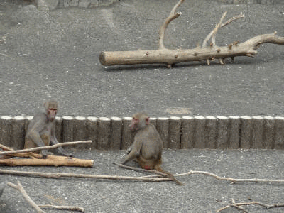 e0033751_172127.gif